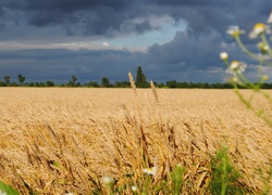 Pole, Zboże, Niebo, Chmury