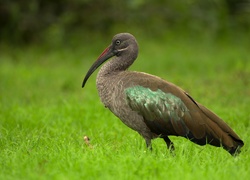 Czarny, Ibis, Zieleń, Trawa