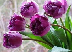 Fioletowe, Tulipany