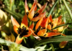 Tulipany