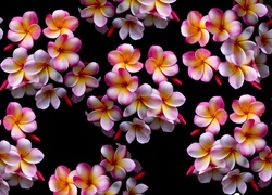 Kolorowa, Plumeria, Rosa