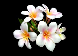 Kwiaty, Plumeria, Biała