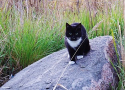 Kot, Kamień, Trawa