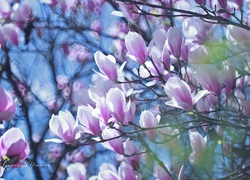 Magnolie, Różowe, Kwiaty, Krzew