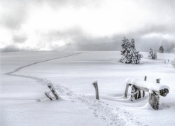 Zima, Śnieg, Pole, Drzewa, Ścieżka