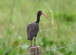 Czarny, Ibis