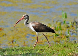 Ibis, Woda, Rośliny