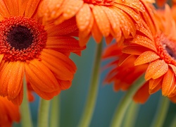 Kwiaty, Gerbera