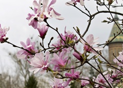 Różowa, Magnolia