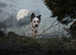 Border, Collie, Zmierzch, Księżyc, Ptaki