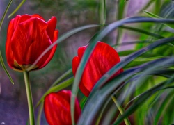 Tulipany, Liście