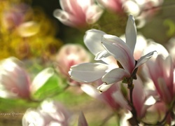 Magnolia, Różowy, Kwiat