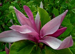 Przyroda, Krzewy, Magnolia