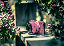 Aparat, Fotograficzny, Nikon, Różowe, Kwiaty