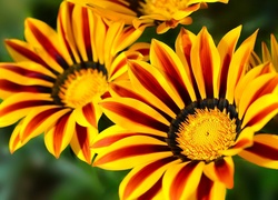 Kwiaty, Gazania