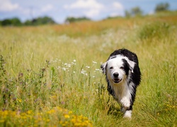 Lato, Łąka, Mokry, Border, Collie, Rozmyte, Tło