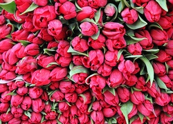 Tulipany, Kwiaty