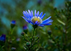 Niebieski, Kwiat, Aster