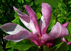 Krzew, Magnolia