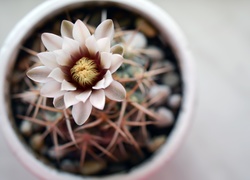 Kaktus, Kwiat