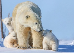Niedźwiedź, Polarny, Młode, Śnieg