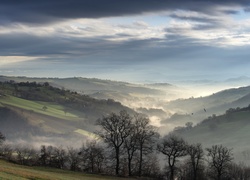 Mgła, Rano, Drzewa, Panorama