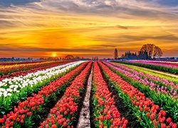 Plantacja, Tulipanów, Zachód, Słońca