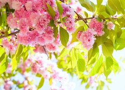 Gałąź, Kwiaty,  Drzewo Owocowe, Wiśnia japońska