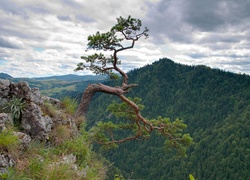 Sosna, Góry, Pieniny