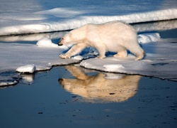 Niedźwiedź, Polarny, Morze, Lód