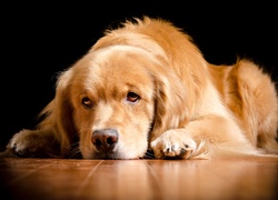 Pies, Smutna, Mordka, Golden Retriever
