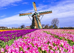 Pole, Tulipanów, Wiatrak, Holandia