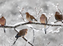 Zima, Śnieg, Gałęzie, Drzewo, Ptaki, Gołębie