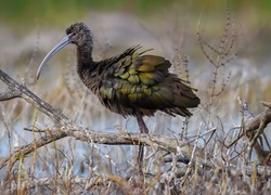 Ibis, Gałęzie, Woda