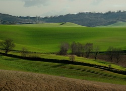 Wzgórza, Pola, Łąki, Drzewa