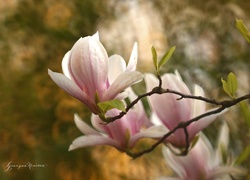 Różowa, Magnolia, Krzew