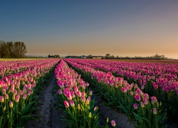 Pole, Tulipany, Wschód słońca