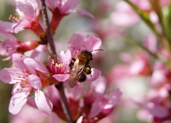 Pszczoła, Kwitnienie, Jabłoń