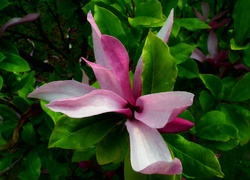 Przyroda, Roślina, Magnolia
