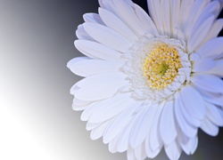 Gerbera, Kwiat