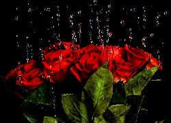 Róże, Krople wody