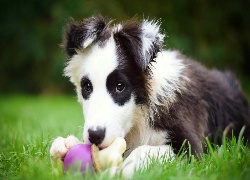 Szczeniak, Border, Collie, Zabawka