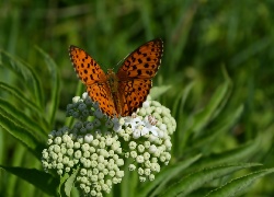 Motyl, Dostojka, Malinowiec, Białe, Kwiaty