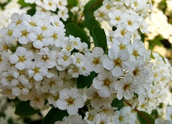 Białe, Kwiaty