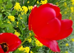 Czerwone, Tulipany, Żółte, Kwiaty