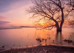 Jezioro, Zachód słońca, Drzewo