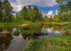 Łąka, Drzewa, Staw, Roślinność