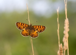 Motyl, Przeplatka, Atalia, Roślina