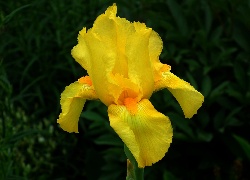 Przyroda, Kwiat, Irys, Żółty