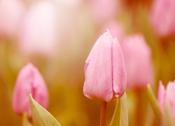 Różowe, Tulipany